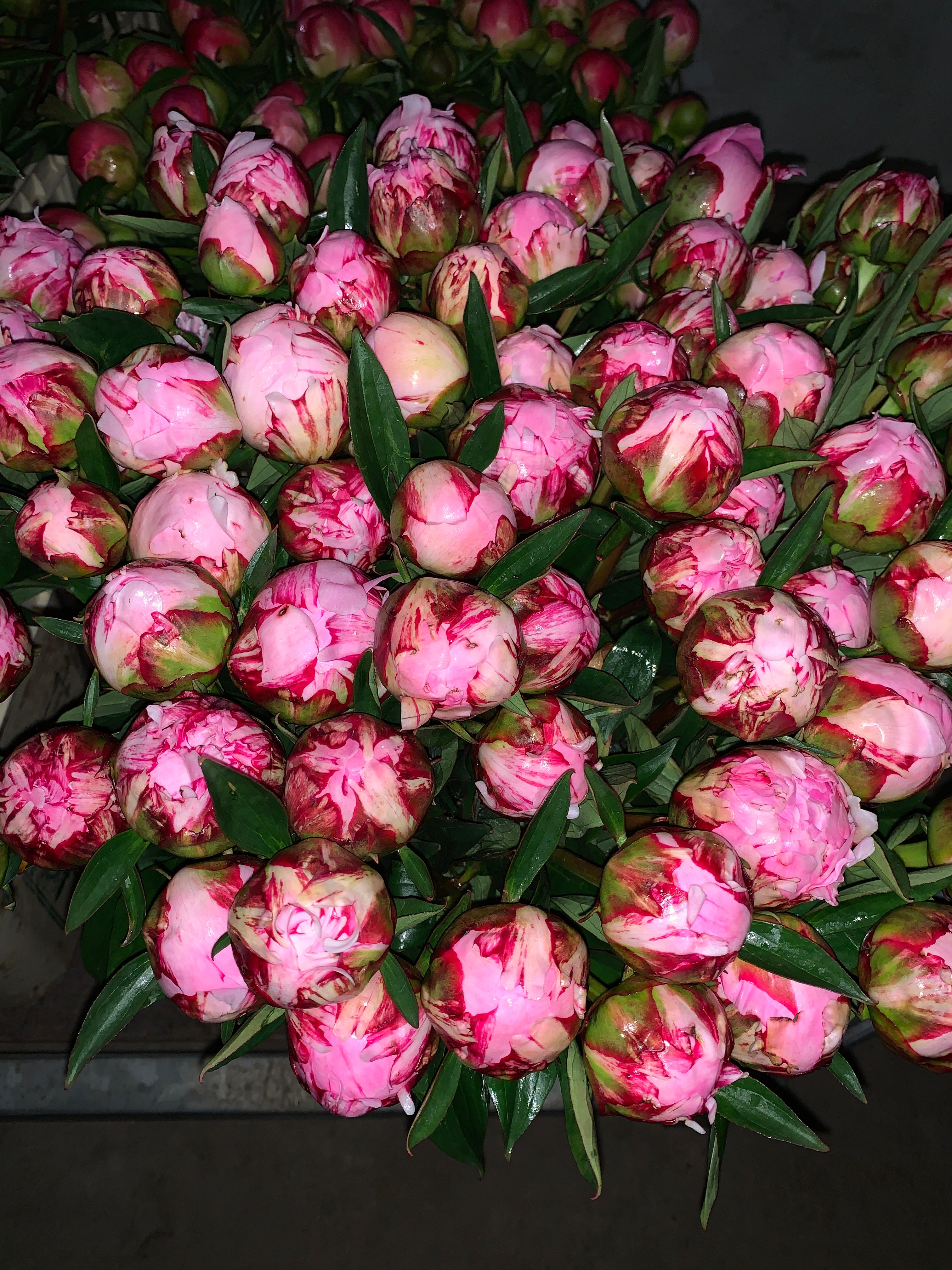 Medium pink (5 stem bunch) - Sarah Bernhardt